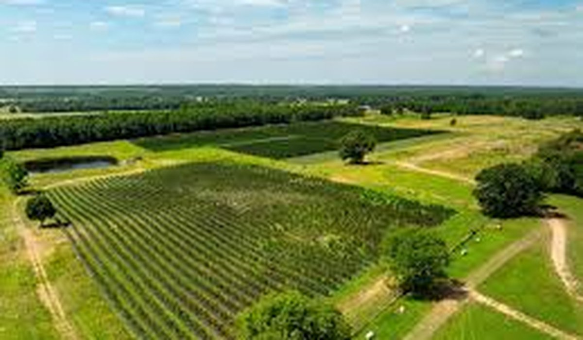 Aerial farmland with crop rows (sample deal)
